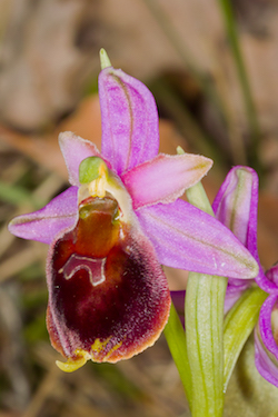 An orchid restricted to the Apennines